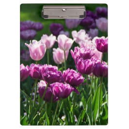 Pranchetas Lilás brilhante e tulipas cor-de-rosa num dia enso