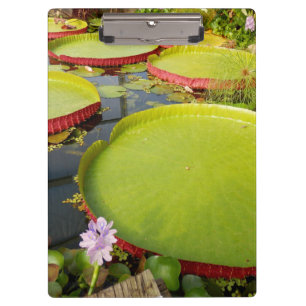 Pranchetas Lily Pond Clipboard