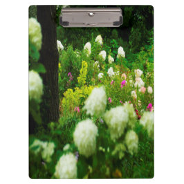 Pranchetas Limelight Hydrangeas no meu Jardim Rubio