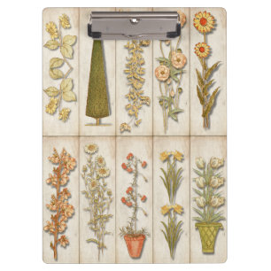 Pranchetas Lindas plantas de jardim