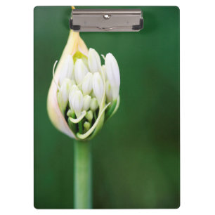 Pranchetas Lírio Africano, Agapanthus Praecox, Cidade do Cabo