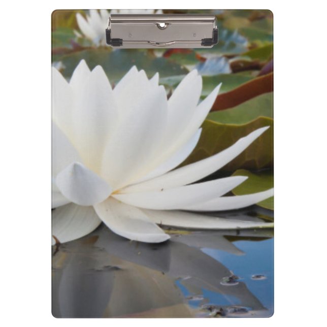 Pranchetas Lírio de Água Perfumado (Nymphaea Odorata) no Cadd (Frente)