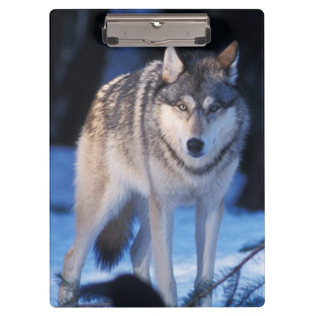 Pranchetas lobo cinzento, Canis lupus, nos contrafortes (Frente)