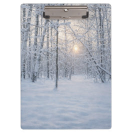 Pranchetas Luz de Inverno em Floresta Silenciosa de Bétulas