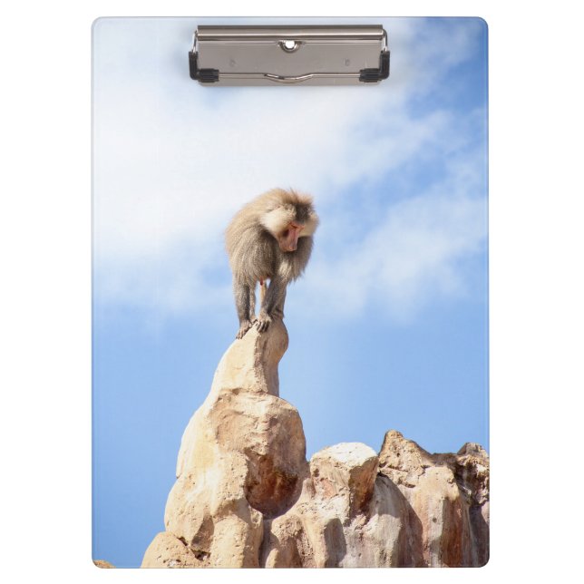 Pranchetas Macaco babuíno no topo de uma montanha (Frente)