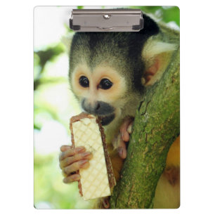 Pranchetas Macaco-esquilo-do-bebê giro comendo um biscoito de