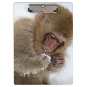 Pranchetas Macaco japonês da neve do Macaque   do bebê