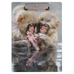Pranchetas Macacos pequenos Hot Springs, Japão