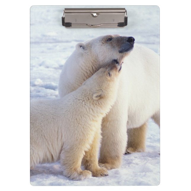 Pranchetas Mãe de urso polar com filhote, matilha (Frente)