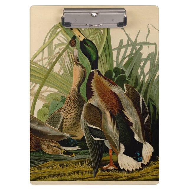 Pranchetas Mallard Duck - Pincel de Ave Audubon (Frente)
