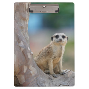 Pranchetas Meerkat bonito na árvore