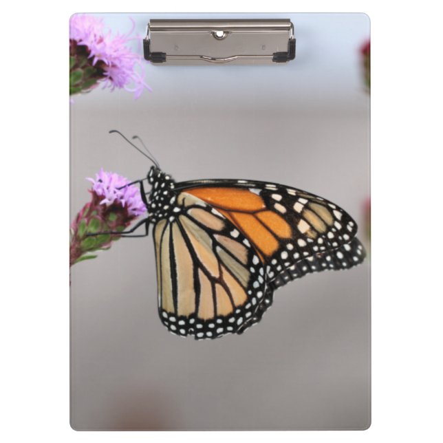 Pranchetas Monarca (Frente)