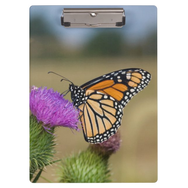 Pranchetas Monarca no cardo do pasto Thistle Prairie Ridge (Frente)