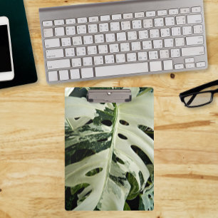 Pranchetas Monstera Plant Botânica Variegada