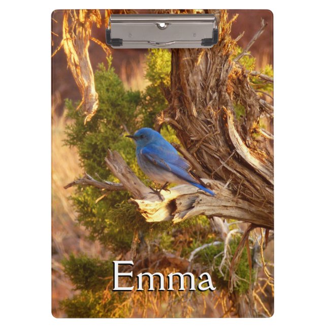 Pranchetas Mountain Bluebird no Parque Nacional de Arches (Frente)