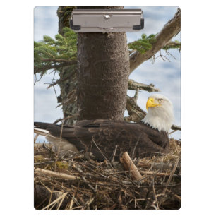 Pranchetas Nesting Bald Eagle