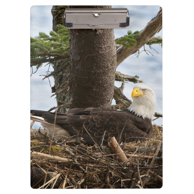 Pranchetas Nesting Bald Eagle (Frente)
