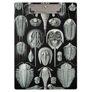 Pranchetas O Aspidonia de Ernst Haeckel