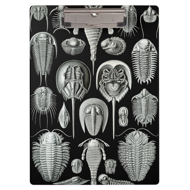 Pranchetas O Aspidonia de Ernst Haeckel (Frente)
