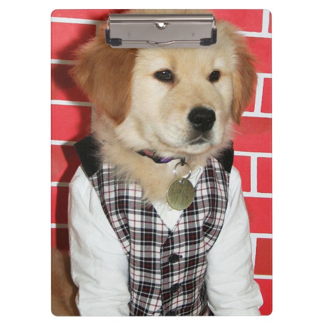 Pranchetas O golden retriever vestiu acima o filhote de (Frente)