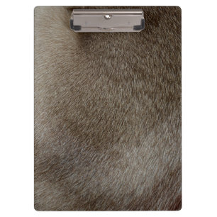 Pranchetas O olhar da pele luxuoso do gato Siamese do ponto