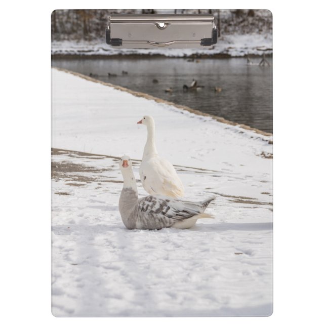 Pranchetas O que é ganso (Frente)