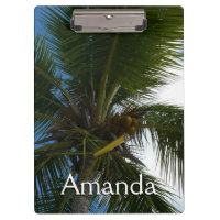 Olhando para a natureza tropical da árvore de palm