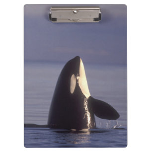 Pranchetas Orca (Orca orcinus) espiando perto