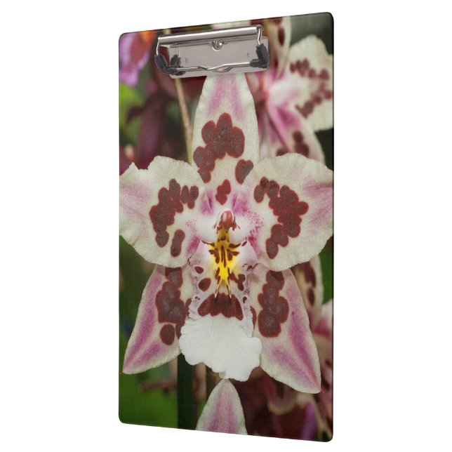 Pranchetas Orquídea Phalaenopsis Multicolorida Incrível (Esquerda)