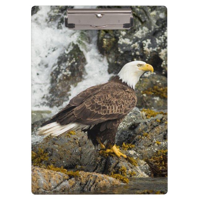 Pranchetas Ortod Bald Eagle (Frente)