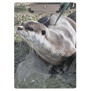 PRANCHETAS OTTER CUTO