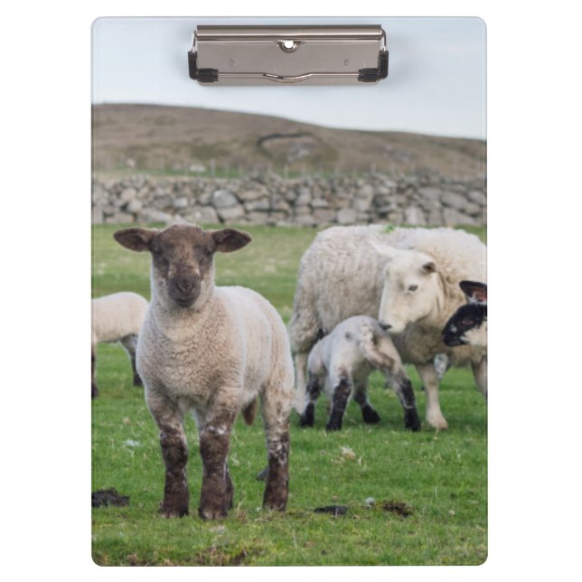 Pranchetas Ovelha Shetland (Frente)