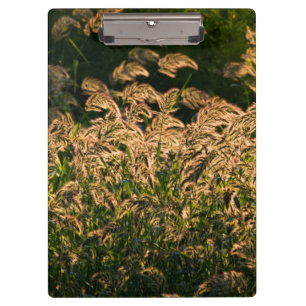 Pranchetas Painço Selvagem (Panicum Sp.) Crescendo em Área Úm