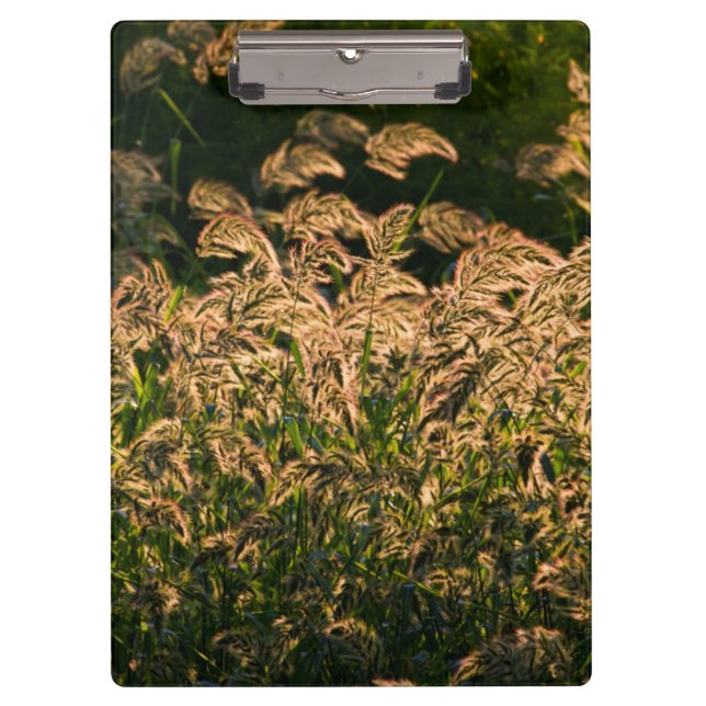 Pranchetas Painço Selvagem (Panicum Sp.) Crescendo em Área Úm (Frente)