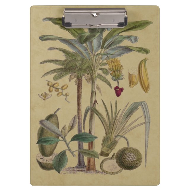 Pranchetas Palm Antique Fruta Tropical Arte Botânica (Frente)