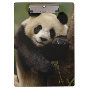 Pranchetas Panda-gigante Ailuropoda melanoleuca) Família