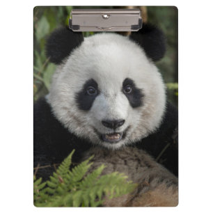 Pranchetas Panda jovem feliz, China