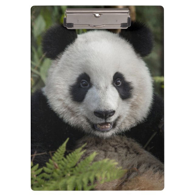 Pranchetas Panda jovem feliz, China (Frente)