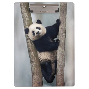 Pranchetas Panda jovem subindo em uma árvore, China