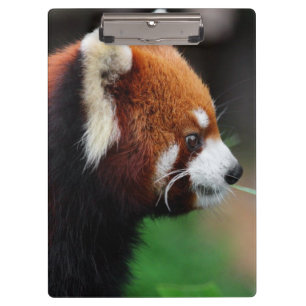Pranchetas Panda vermelha