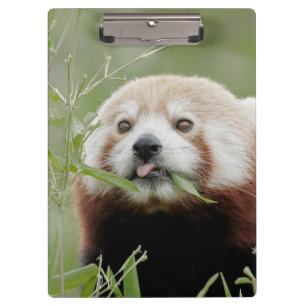 Pranchetas Panda vermelha fotográfica, animais.