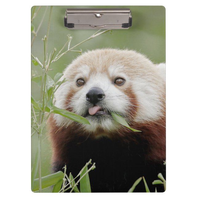 Pranchetas Panda vermelha fotográfica, animais. (Frente)