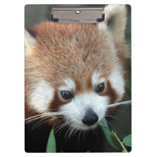 Pranchetas Panda Vermelho, Taronga Zoo, Sydney, Austrália
