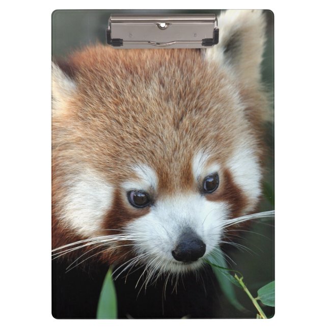 Pranchetas Panda Vermelho, Taronga Zoo, Sydney, Austrália (Frente)