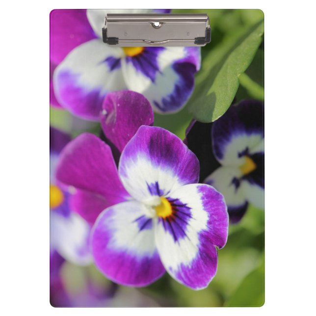 Pranchetas Pansy (Frente)