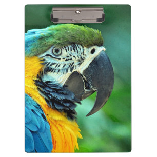 Pranchetas Papagaio colorido do macaw