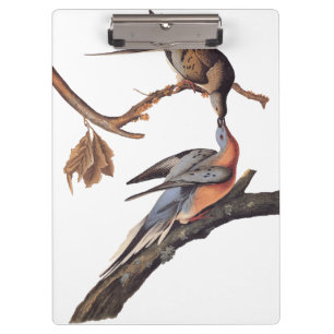 Pranchetas Par Audubon da Beija-Pigões de Passageiros