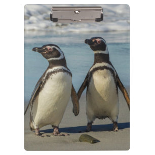 Pranchetas Par de pinguins na praia