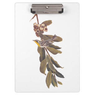 Pranchetas Pássaro Warbler Yellowthroat de Audubon na Ramifi