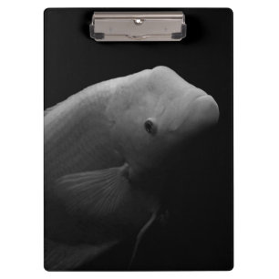 Pranchetas Peixes em Tanque - Foto de Arte Negra e Branca